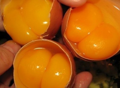 خرید و فروش تخم مرغ دو زرده محلی با شرایط فوق العاده